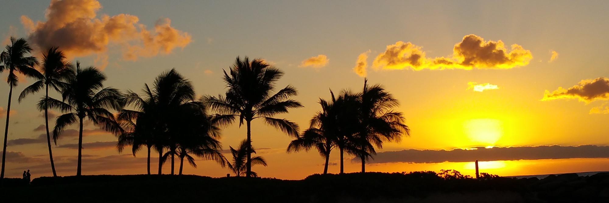 海滩上棕榈树的日落